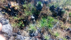 Hechtia chichinautzensis