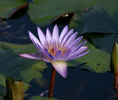Nymphaea nouchali caerulea