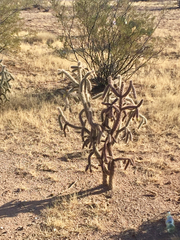 Cylindropuntia thurberi versicolor