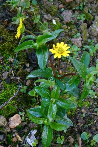 Melampodium montanum, photograph 4