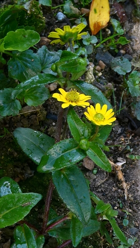 Melampodium montanum, photograph 3