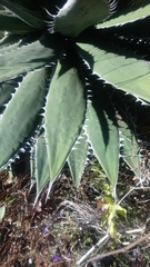 Agave horrida