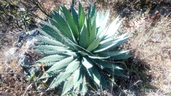 Agave horrida