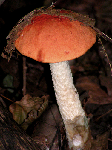 Leccinum leucopodium