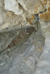 Torquigener flavimaculosus