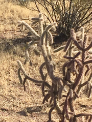 Cylindropuntia thurberi versicolor