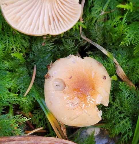Hygrophorus discoideus, 2025-10-26
