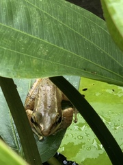 Chalcorana chalconota