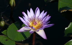 Nymphaea nouchali caerulea