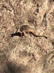 Petrogale xanthopus