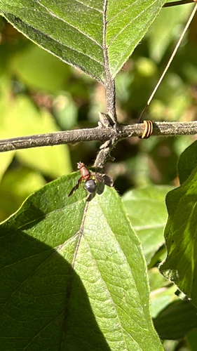 Unknown species found near NW 57th Terr, Kansas City, MO, US