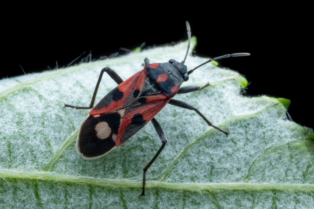 Lygaeus alboornatus