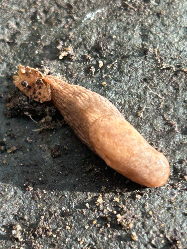 Deroceras reticulatum