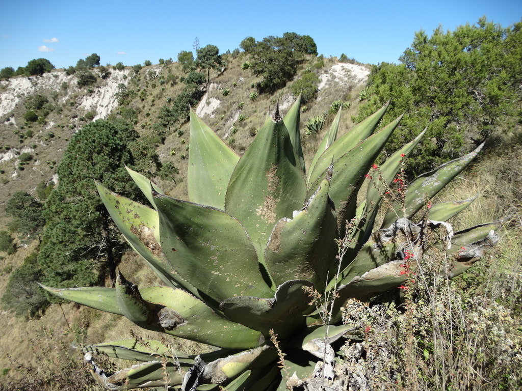 Agave scaposa, Ixtenco Tlaxcala