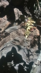 Pituophis lineaticollis