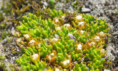 Colobanthus brevisepalus