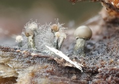 Trichoderma flavipes