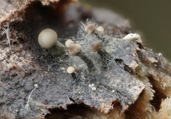 Trichoderma flavipes