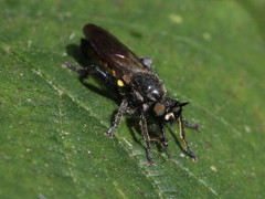 Choerades marginata