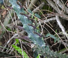 author not stated, no rights reserved Cereus spegazzinii, photograph author not stated, no rights reserved