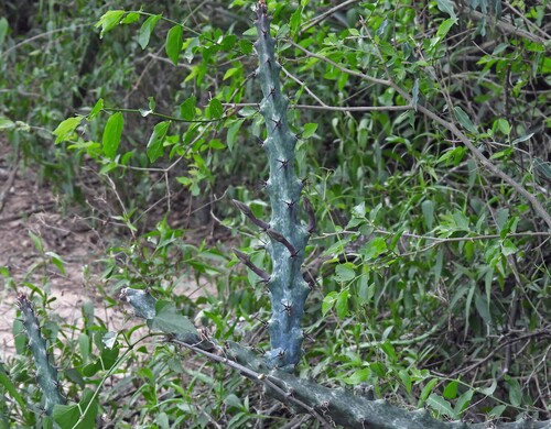 Cereus spegazzinii, photograph 2