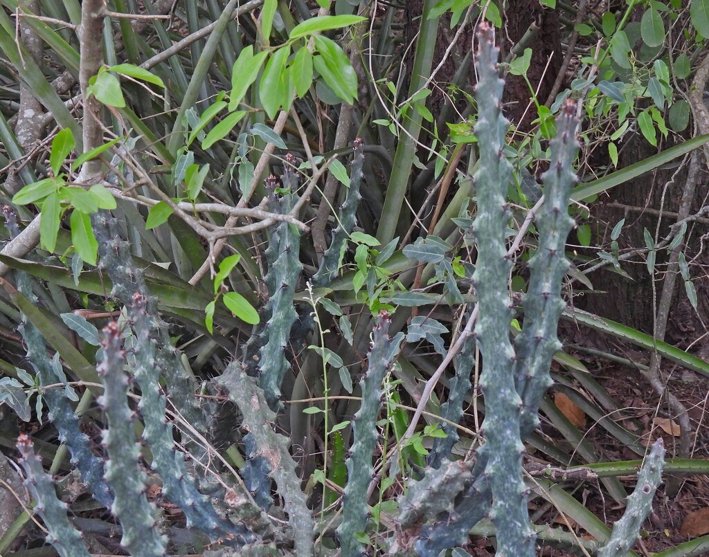 Cereus spegazzinii; photograph author not stated, no rights reserved