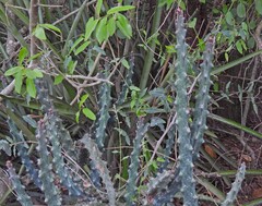 Cereus spegazzinii
