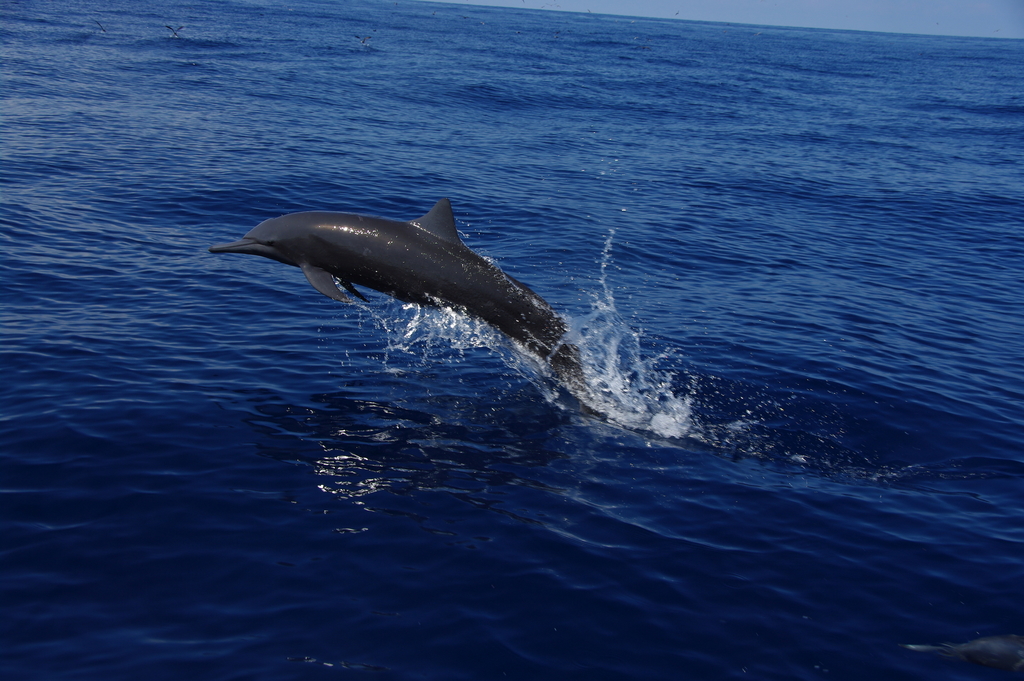 Spinner Dolphin