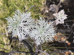 Artemisia mauiensis