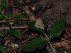 Hermeuptychia intricata