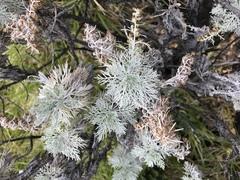 Artemisia mauiensis