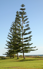 Araucaria heterophylla