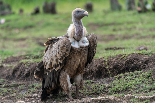 Rüppell's Griffon