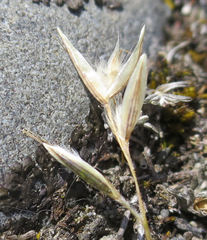 Rytidosperma buchananii