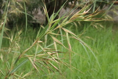 Hyparrhenia variabilis