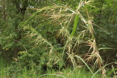 Hyparrhenia variabilis