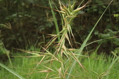 Hyparrhenia variabilis