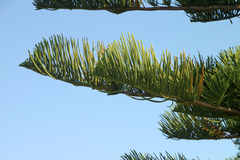 Araucaria heterophylla