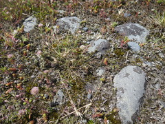 Rytidosperma buchananii