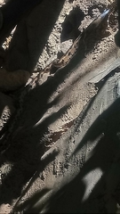 Pituophis lineaticollis