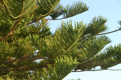 Araucaria heterophylla