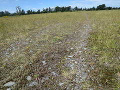 Rytidosperma buchananii