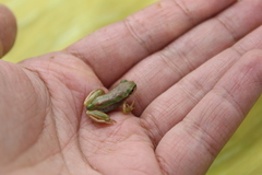 Dendropsophus luddeckei
