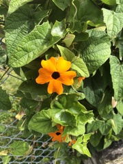 Thunbergia alata