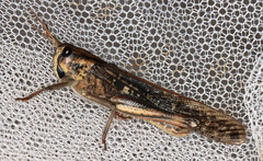 Locusta migratoria migratorioides