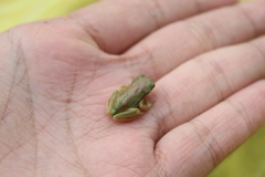 Dendropsophus luddeckei