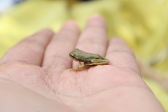 Dendropsophus luddeckei