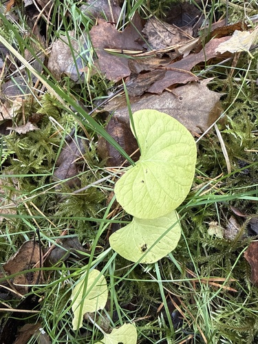Northern Marsh Violet (Viola epipsila)