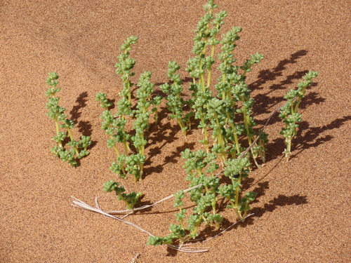 Trianthema hereroense (Trianthema hereroense)
