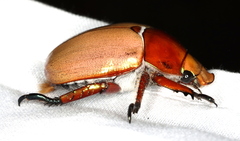 Anoplognathus montanus